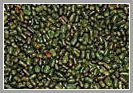 Sesbenia Seeds